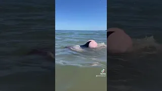 Beware Of The Booty Shark 