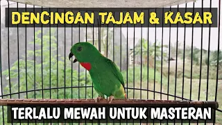 dencingan serindit nembak tajam dan kasar terlalu mewah untuk masteran burung lomba
