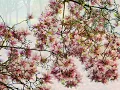 Adagio for mandolin and harpsichord in Es-dur (1796) WoO 43b - Ludwig van Beethoven