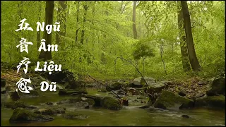 ng m li u d m nh c c c m ch a b nh d ng sinh thi n nh b nh t nh ng ngon