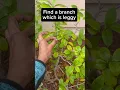 Download Lagu CAMELLIA plant pruning
