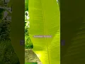 Download Lagu Memori Daun Pisang, #shorts #jalanjalan
