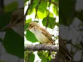 Lagu Tembakannya bikin Ngilu!!! Burung Kerak Basi_Oriental reed warbler #shorts