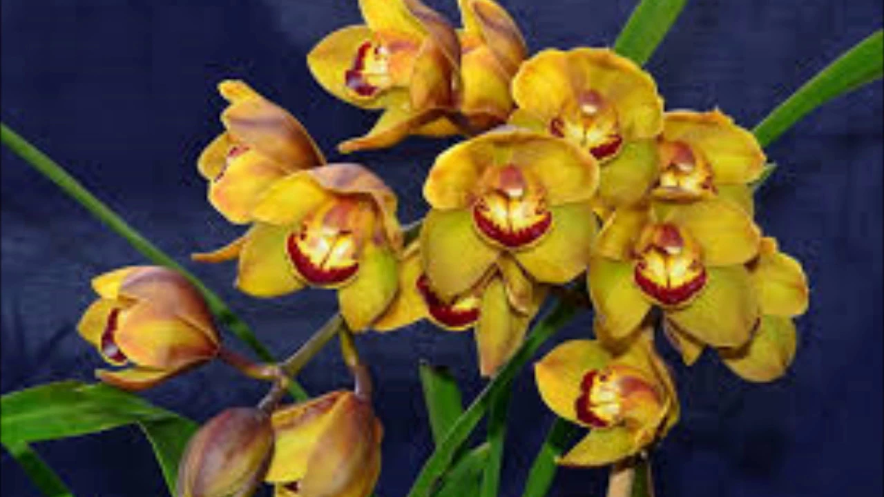 5 ORQUIDEAS FACILES DE CULTIVAR