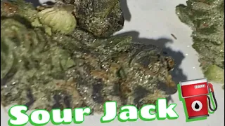 Sour Jack Strain Review
