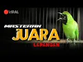 Lagu 🔴MASTERAN JUARA LAPANGAN‼️CUCAK IJO GACOR JAMTROK FULL TEMBAKAN SADIS (VIRAL)