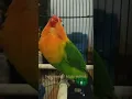 Download Lagu Penerus Lovebird Kusumo Legenda Juara/Lovebird Konslet Dari Banyuwangi#shorts