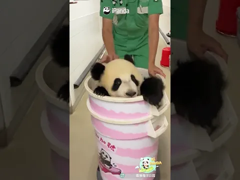 Toot Toot! Jia Jia Express, Departing! | iPanda #shorts #HKPanda