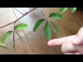 Download Lagu Sensitive Plant. Cool :)