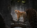 Download Lagu Tiger Roaring sound effect
