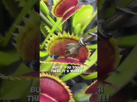 BIG CARNIVOROUS PLANT
