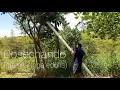 Cosecha de Paterna Siguatepeque Honduras
