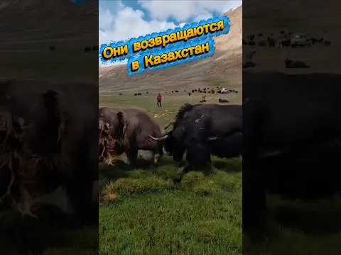 В Казахстане все больше разводят Яков!
