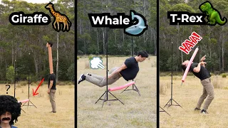 How Different Animals Would Play Limbo (Comedy Compilation)