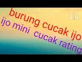 Download Lagu @suarah cucak ranting vs mini dan ijo bic Download Lagu @suarah cucak ranting vs mini dan ijo bic