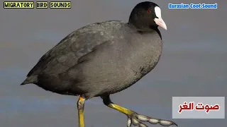 جديد صوت لصيد الغر غريري Eurasian Coot Hunting Sound 