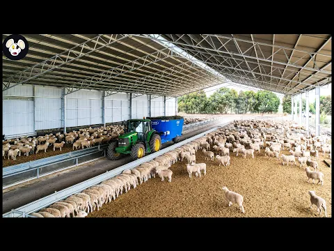Download MP3 How Farmers Raise Young Sheep Effectively - Wool Factory