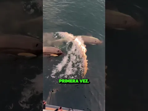Este Pingüino VS. 3 Orcas!! 😱