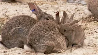 The Burrowers Animals Underground - Baby Rabbits Wildlife Documentary Natural History