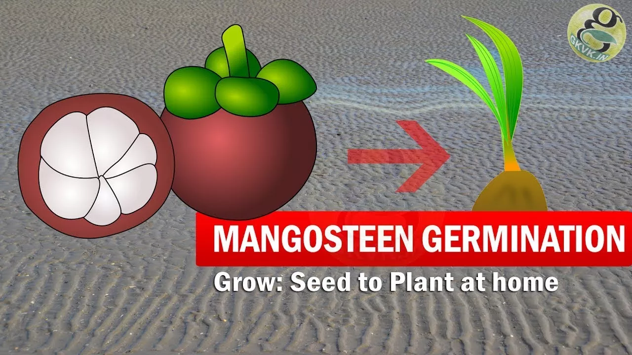 5 Incredible Health Benefits Of Mangosteen. 