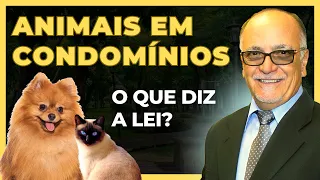 Animais em Condomínios: o que diz a lei?