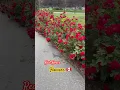 Download Lagu Red Roses Flowers #oldies #coversong #singer #song #vintage #travel #calgaryalberta #automobile