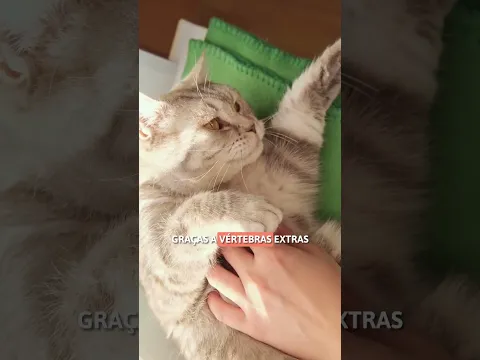 Por que os gatos dormem de cabeça para baixo? 🐈 #SHORTS