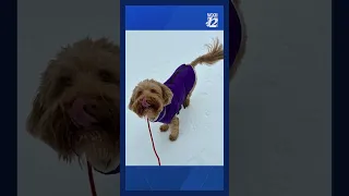 WXII Pets in the Snow