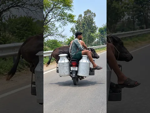 मोटरसाइकिल से भैंस लेकर जा रहे हैं 😱 #shorts #viralvideo #bikeride