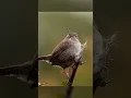 Download Lagu Suara nyanyian burung wren di musim semi