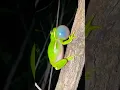 Download Lagu lucunyaaa Suara Kodok 😆 #remix #cutetoys #kodoklucu #cutefrog