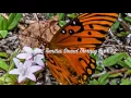 Download Lagu 10 Hour Best Tinnitus Sound Therapy Ever #2 Nature Sounds