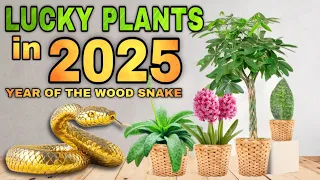 TOP 10 LUCKY PLANTS IN 2025 | 10 Swerteng halaman ngayong YEAR OF THE WOOD SNAKE para sa year 2025