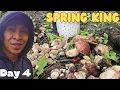 Mushroom Season 2024 Day 4 Spring King Boletus Rex-veris