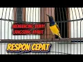 Download Lagu SOGON GACOR UNTUK MEMANCING SOGON LAIN SUPAYA EMOSI KELUAR #sogon #sogongacor #pancingansogon