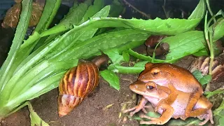 Hoàn Thành Việc Chăm Sóc Chim Gi, Bắt Đầu Làm Avi Nuôi Thỏ