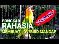Download Lagu BONGKAR Rahasia Cara Mencetak Lovebird Jantan Mangap