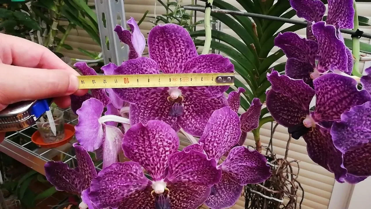 CÓMO CUIDAR Y MANTENER ORQUÍDEAS VANDA EN EL INTERIOR?