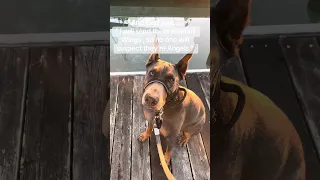 Walking beside us .. #fyp #dream #pets #doberman #angel