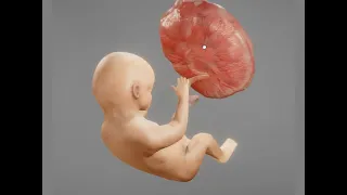 Placenta e circulação placentária