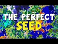 How to Find the Perfect Minecraft Seed