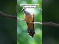 Download Lagu Ternyata ini suara burung yang sering kita dengar di malam hari|cuckoo bird!#shorts #birds #burung
