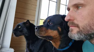 Animals feeding (Live)