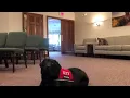 Izzy the therapy dog shows off her skills at thr Redlin-Ertz Funeral Home in Baraboo