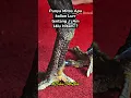 Download Lagu Jalu Hitam #reels #chicken #ayambangkok #ayamkampung #peternakayam #aseelmurga