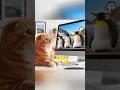 Download Lagu Ik ga een pinguïn kopen voor het kitten #kat #grappigekatten #schattig #naokicat