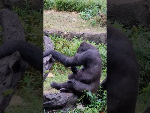 Spot the 4 month old #gorilla.