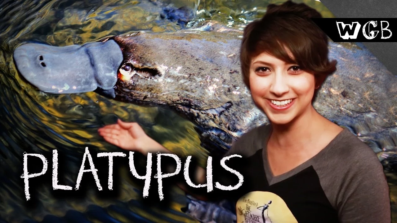 A Platypus Can Kill A Dog With Its Feet: video thumbnail