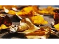Funeral Services in Lompoc CA Call 844 311-3189