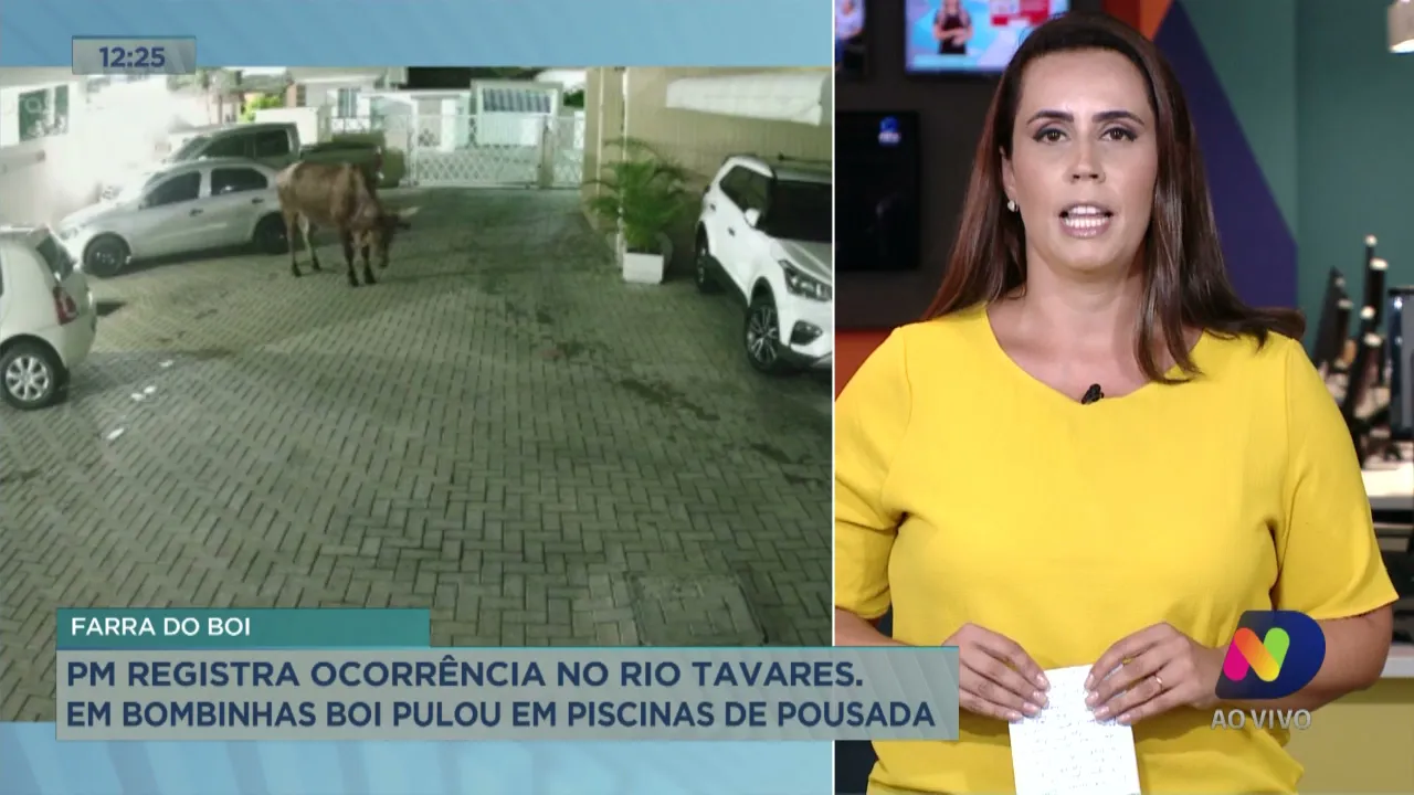 PM registra ocorrência de farra do boi no Rio Tavares